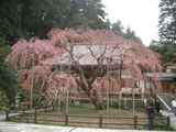 sakura1