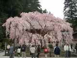 sakura2