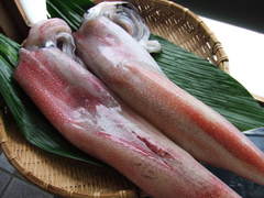 ika