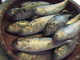kohada