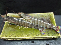 ebi