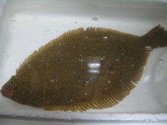 hirame