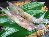 katuika