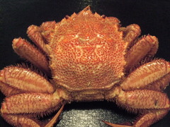 kani