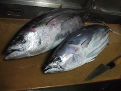 c068cefd.JPG