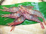 botan