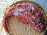 oni