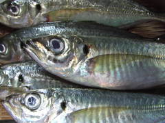 aji