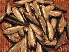 kohada