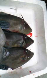 48cc5416.jpg