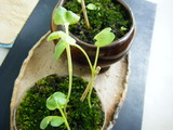 11.20新芽