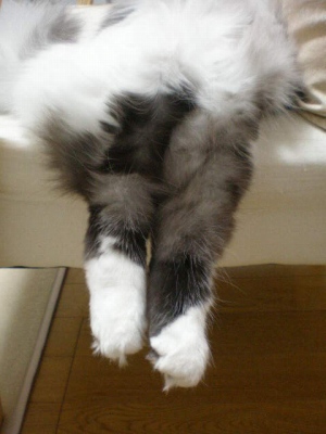 だら〜ん
