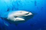 Bull-Shark-(Carcharhinus-leucas)_(00018406)