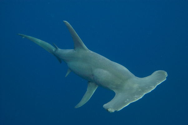 Great%20hammerhead%20shark%20003