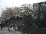 四谷の桜