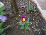 DSCN0784