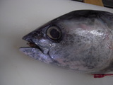マグロの頭。