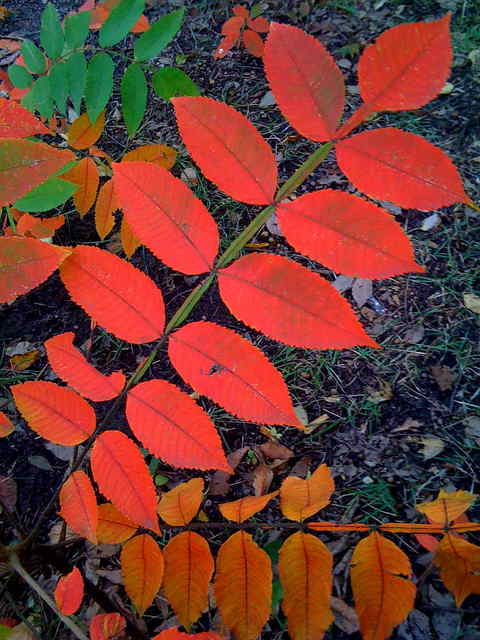 紅葉