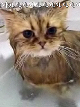 CAT1