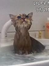 CAT3