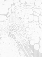 NAKA-2