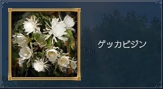 月下美人.jpg