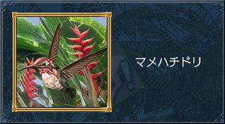 マメハチドリ.jpg
