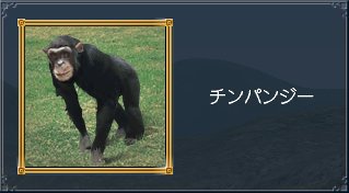 チンパンジー