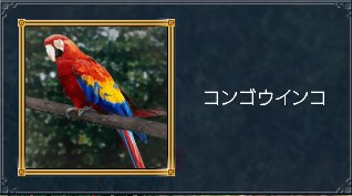 コンゴウインコ