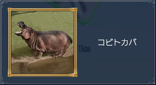 コビトカバ