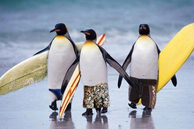 ペンギン