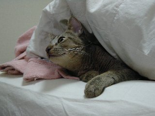 くるみ2