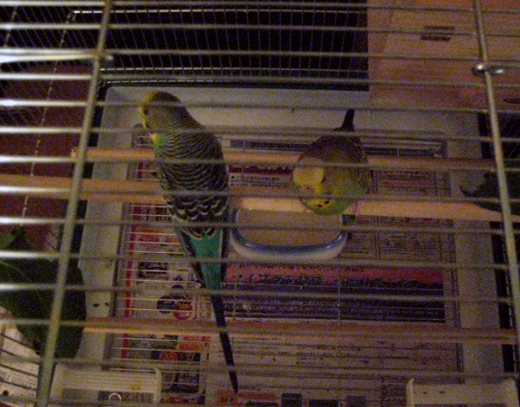 セキセイインコ
