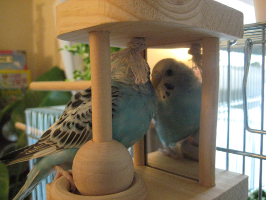 sola