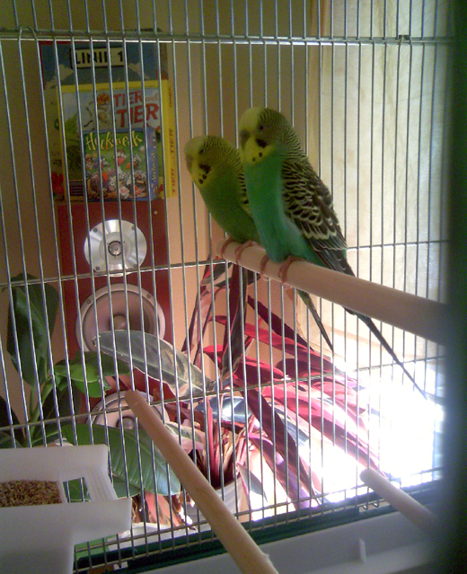 インコ