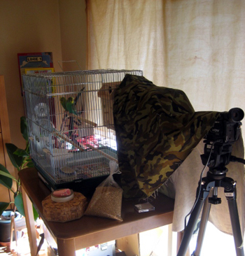 インコ撮影