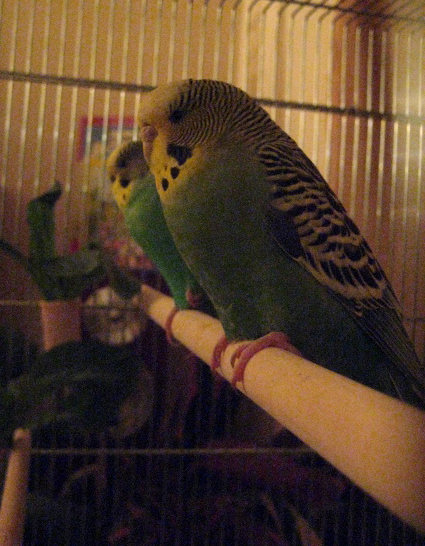 セキセイインコ