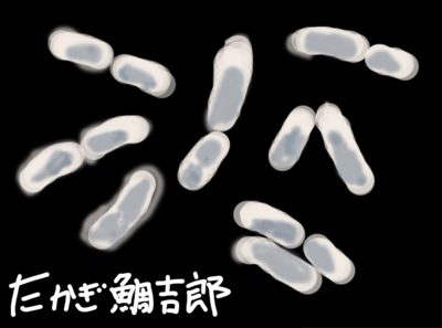 乳酸菌