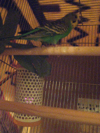 セキセイインコ