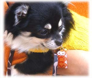 犬1
