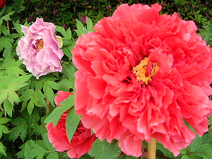 ��ð
