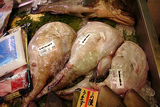 アンコウ２匹