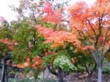 kouyou2