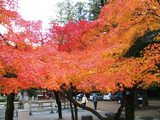 kouyou1