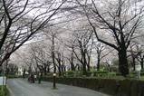 sumidagawa-sakura