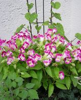 P1010275