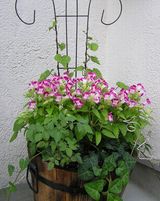 P1010274