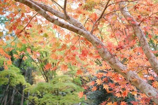御霊もみじ