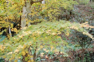 御霊もみじ