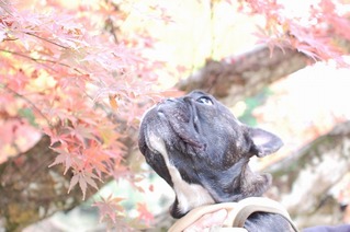 ナチョ